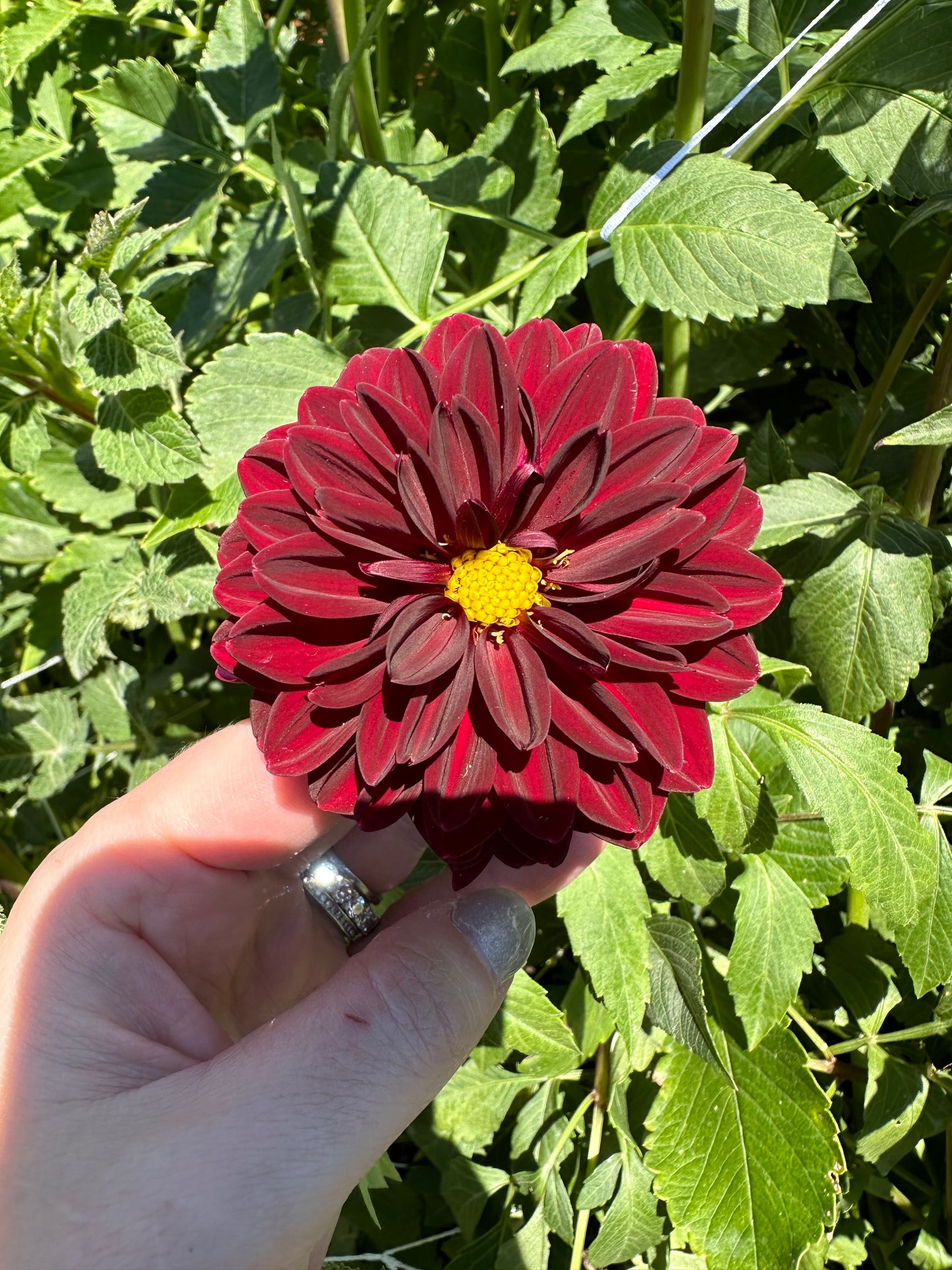 Dahlia Seeds