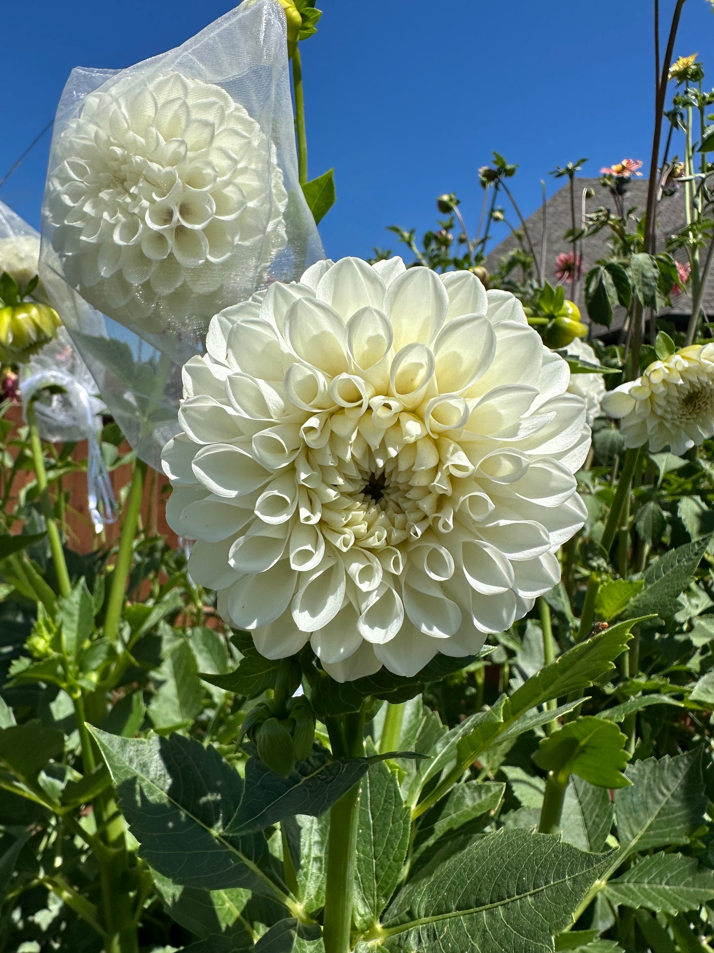 Dahlia Seeds