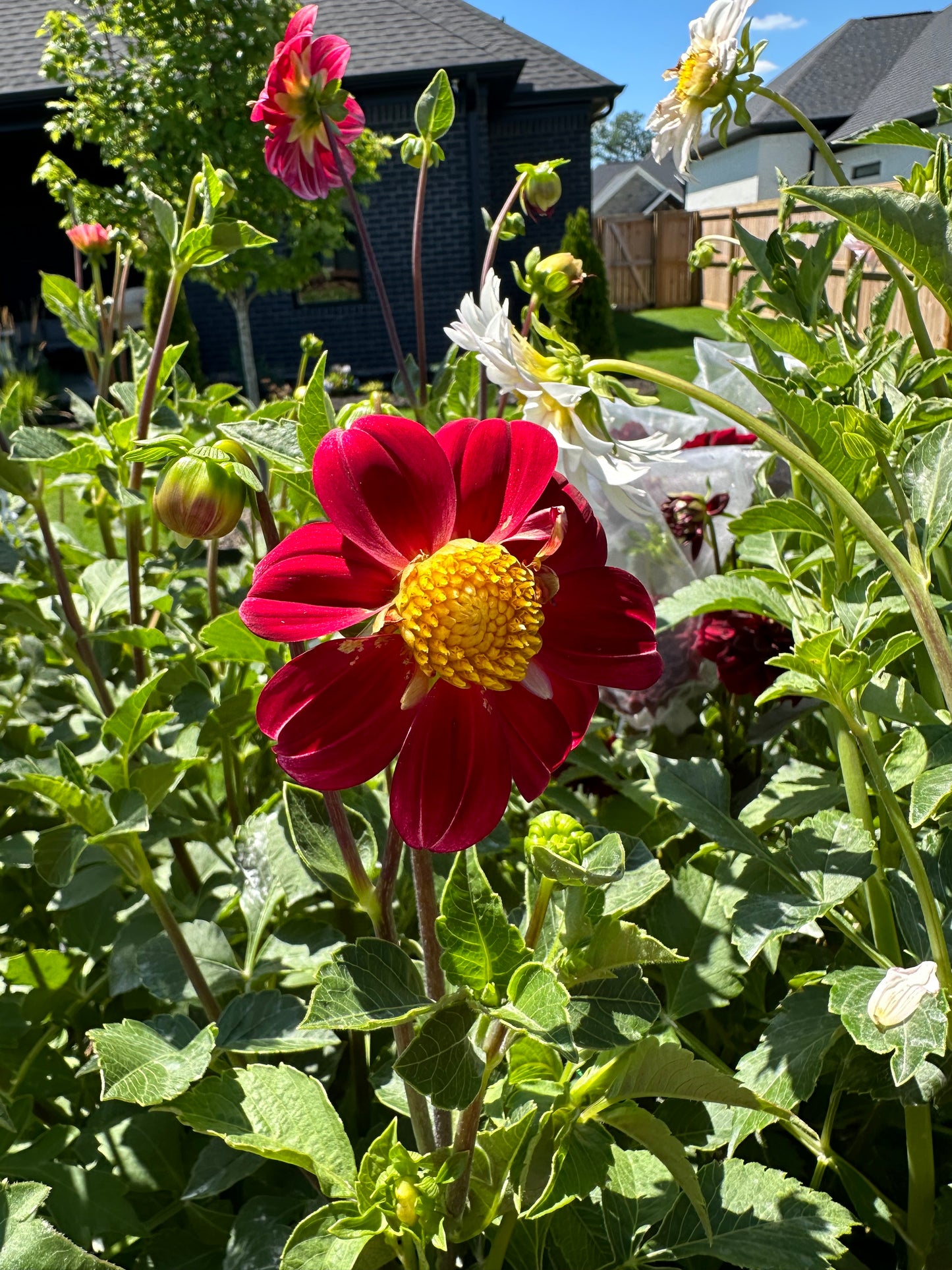 Dahlia Seeds