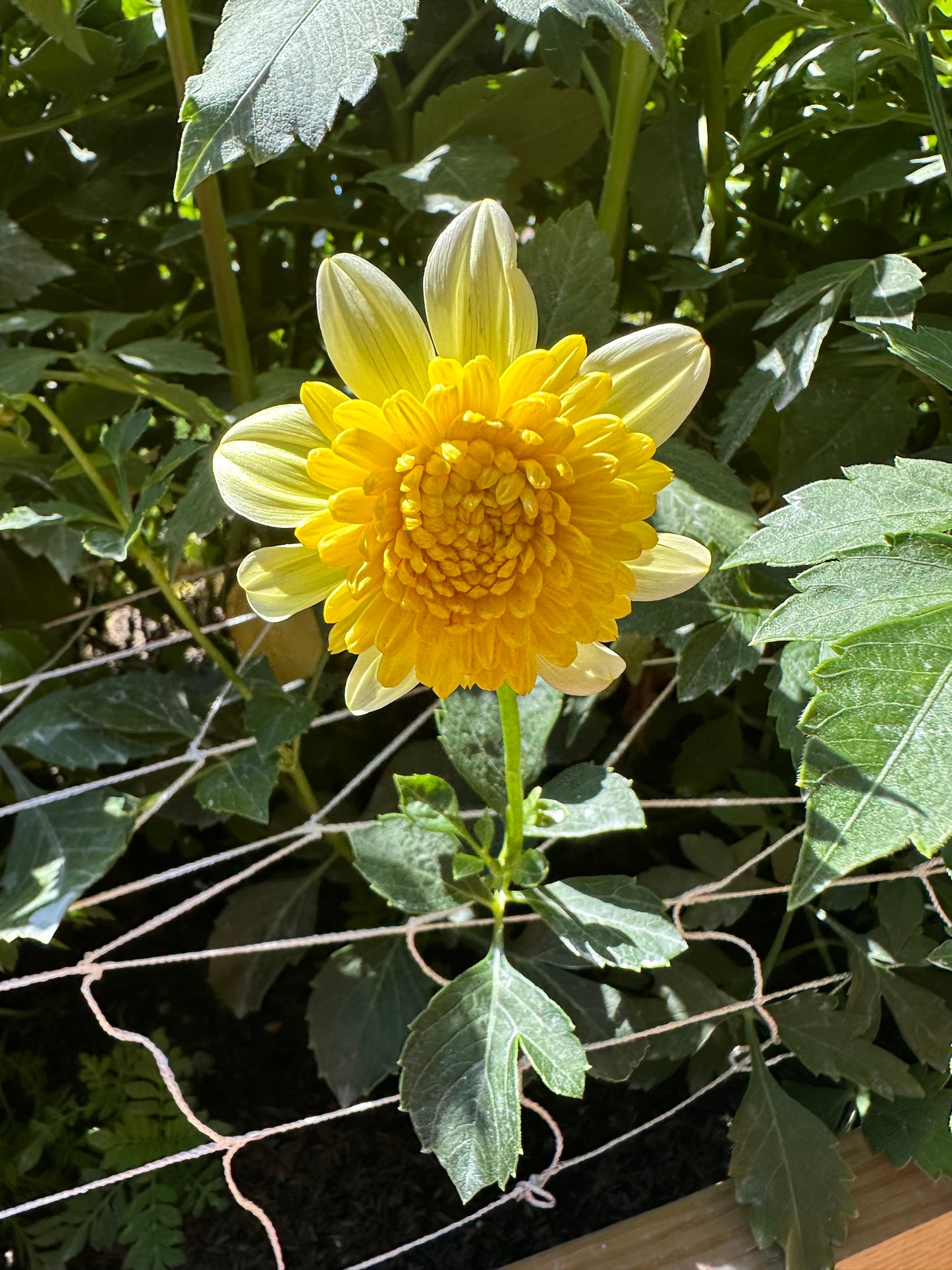 Dahlia Seeds