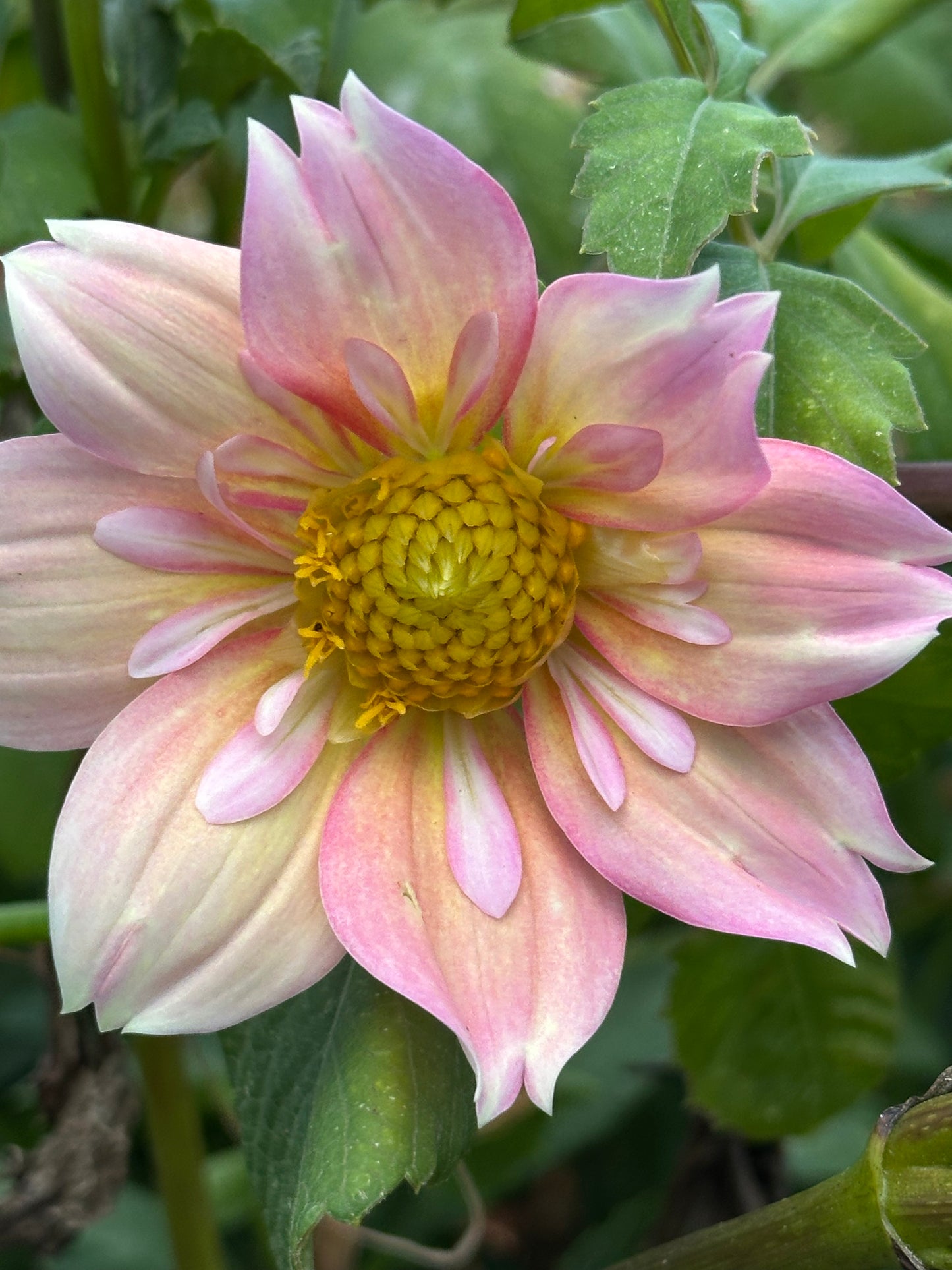 Dahlia Seeds