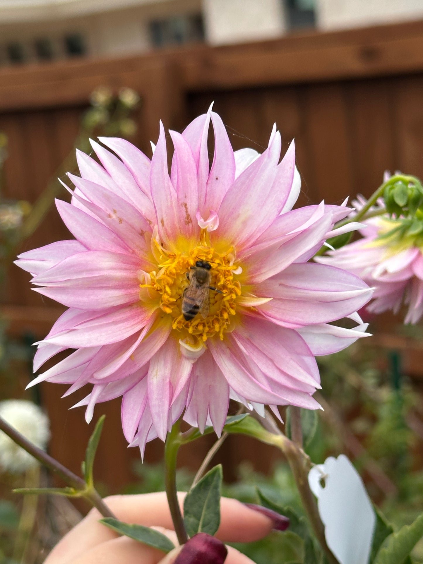 Dahlia Seeds