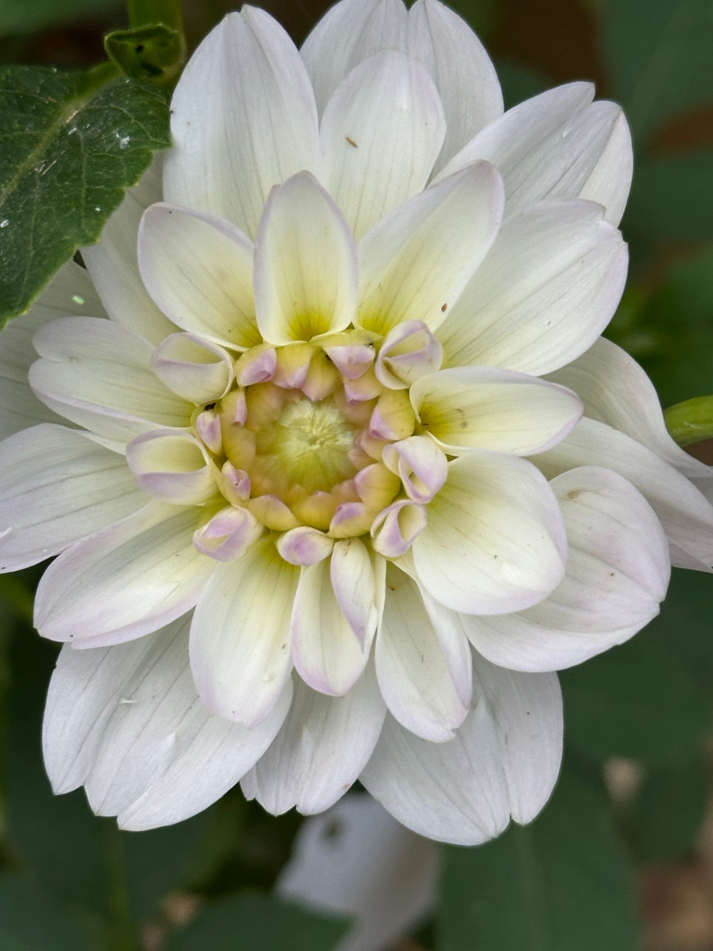 Dahlia Seeds