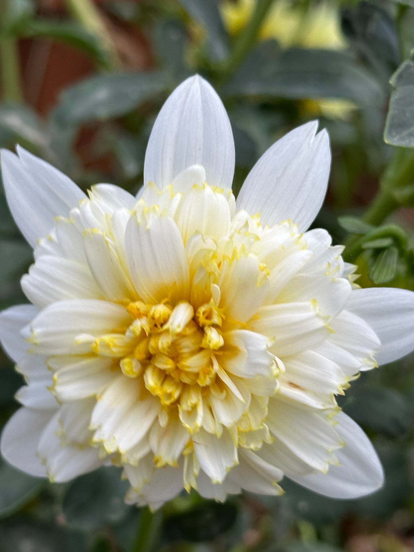 Dahlia Seeds