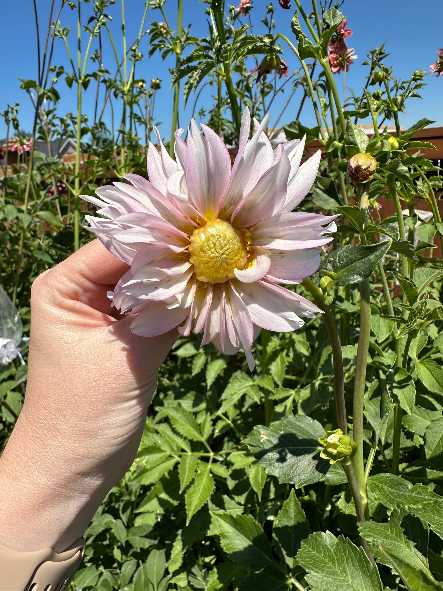 Dahlia Seeds