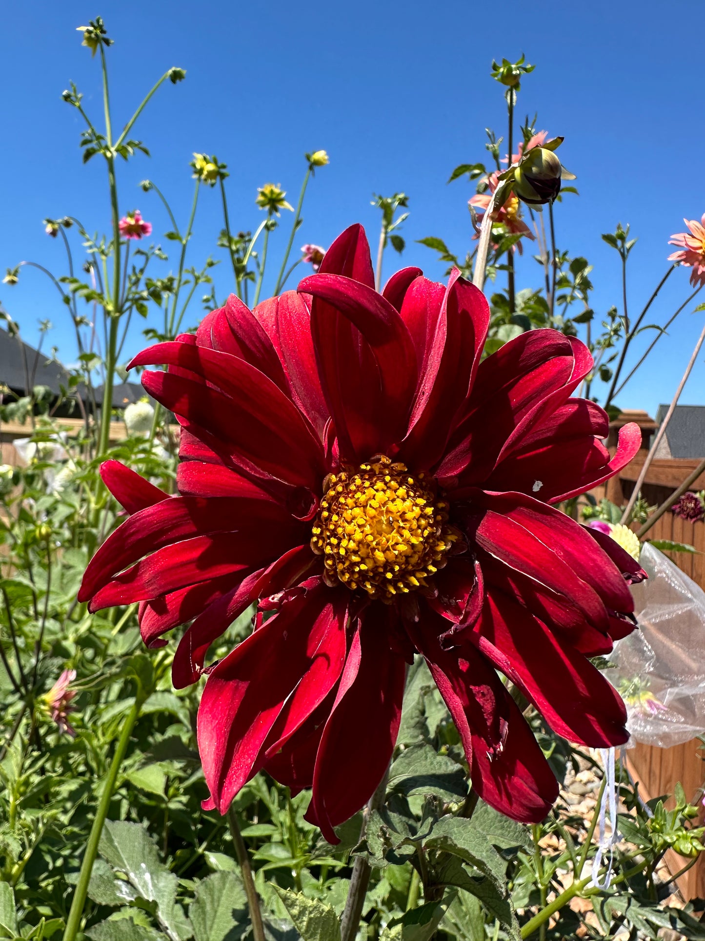 Dahlia Seeds