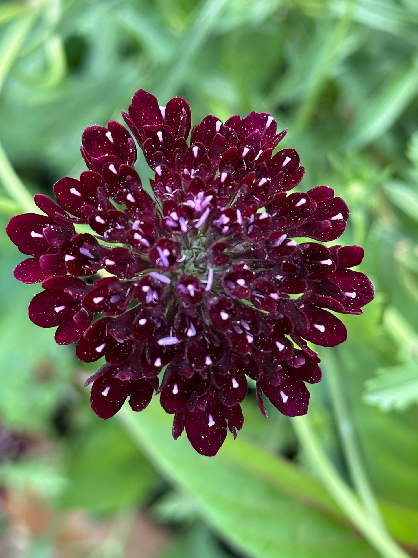 Scabiosa Black Knight Seeds