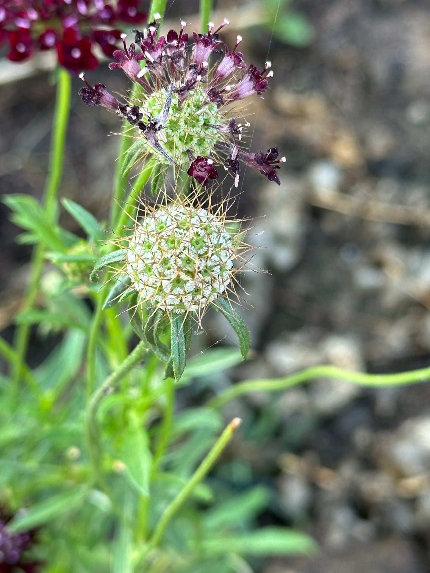 Scabiosa Black Knight Seeds