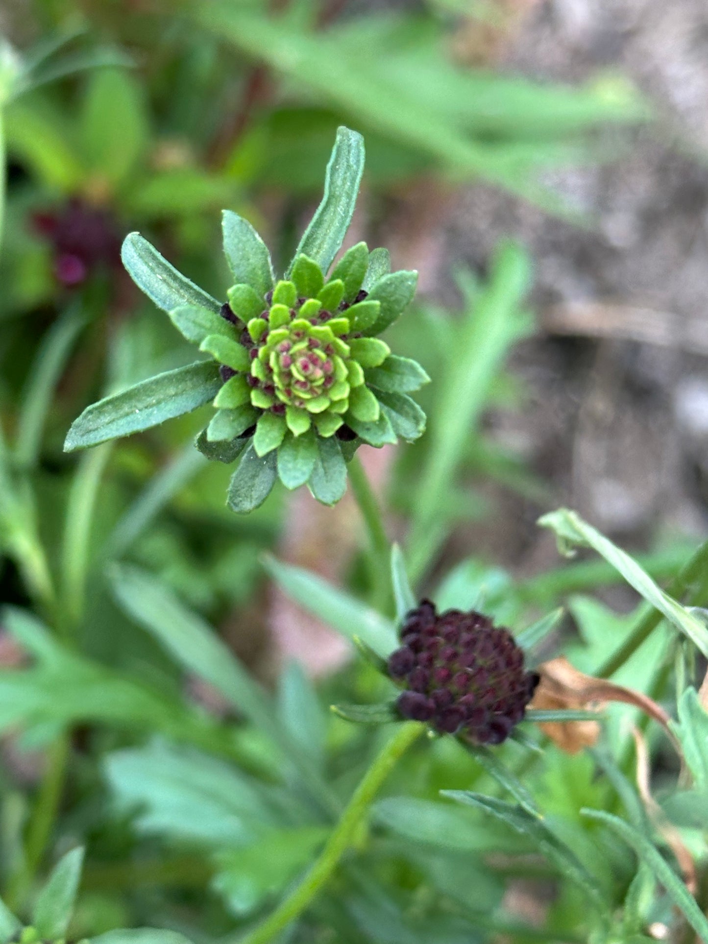 Scabiosa Black Knight Seeds