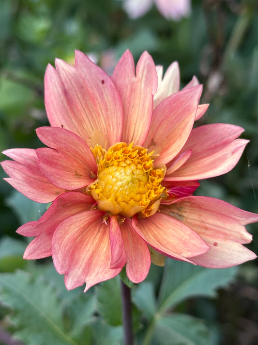 Dahlia Seeds