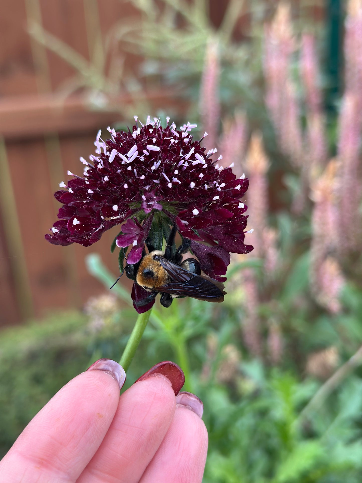 Scabiosa Black Knight Seeds