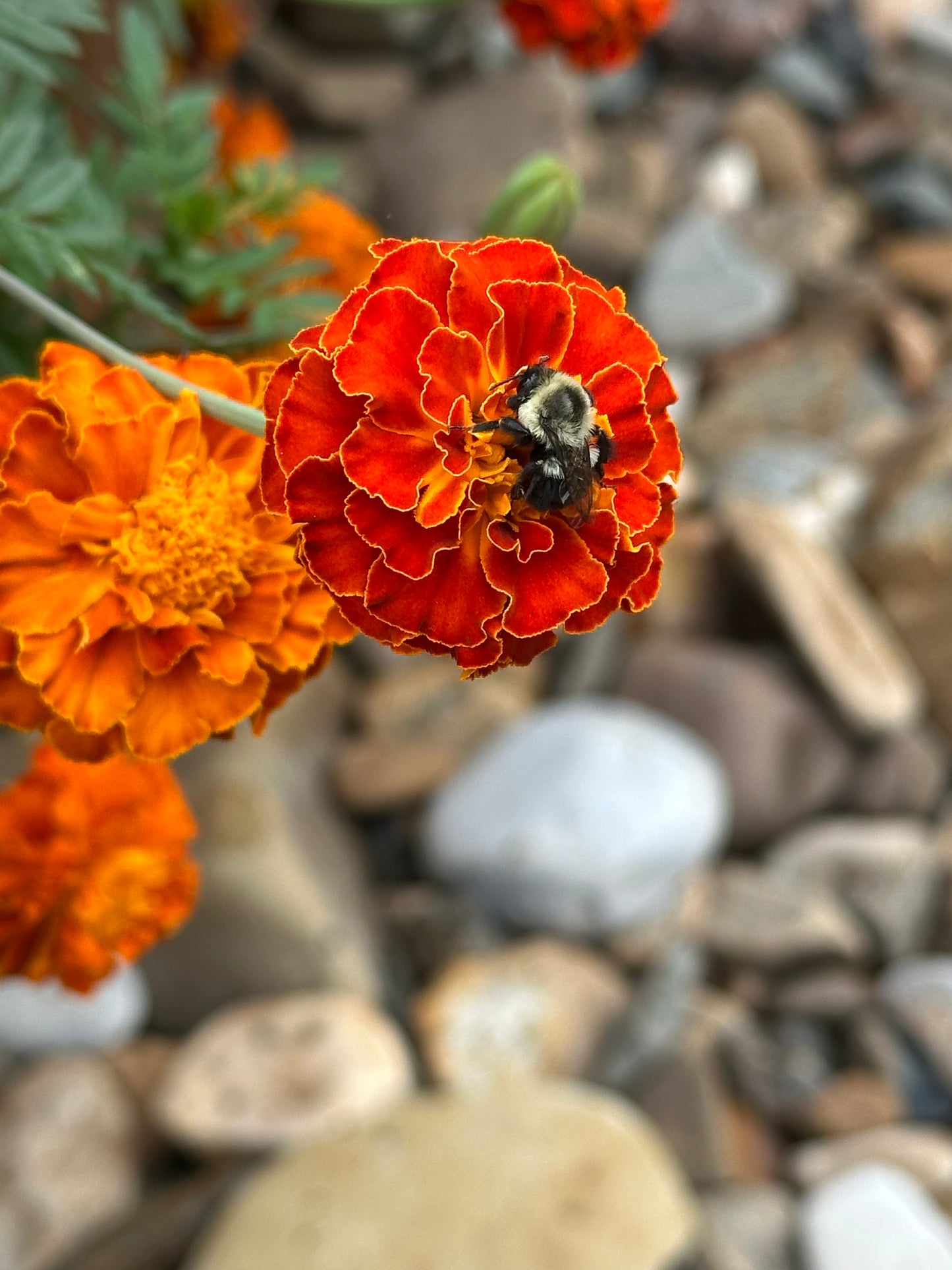 Marigold Seeds