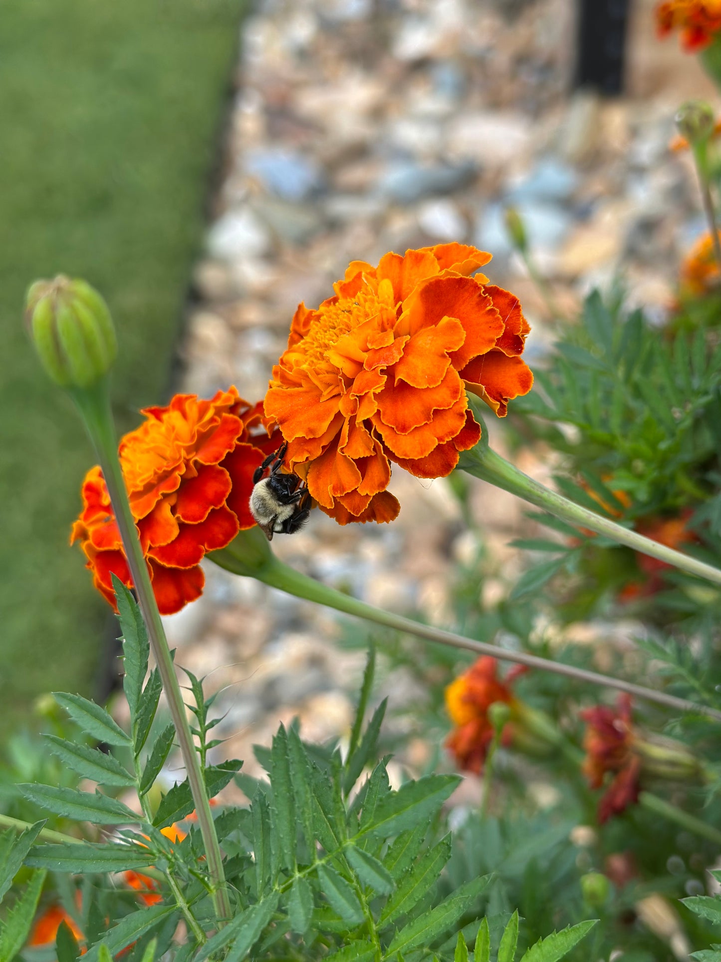 Marigold Seeds