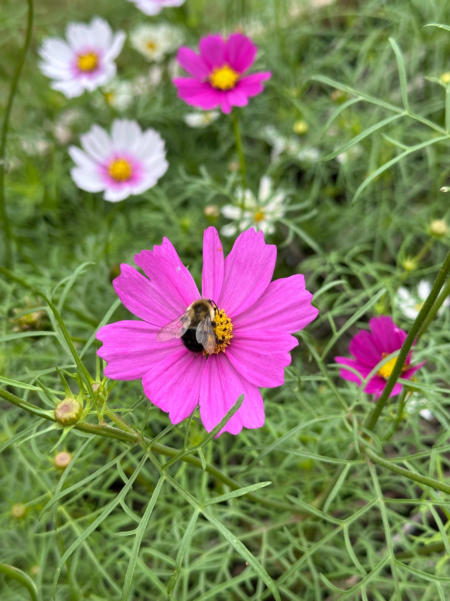 Cosmo Seeds